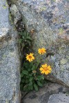 Alpine Gold Daisy  in rock crack