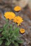 Alpine Gold Daisy
