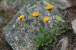 Alpine Gold Daisy