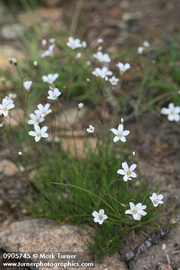 Mountain Sandwort