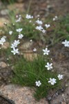 Mountain Sandwort