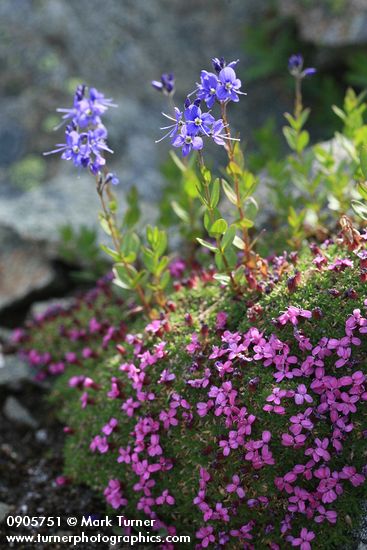 Cusick's Speedwell above mat of Moss Campion