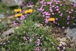 Alpine Gold Daisies among mat of Moss Campion