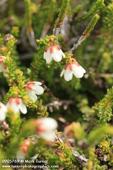 Alaska Bell-heather (Alpine Heather)