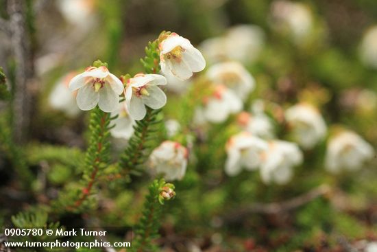 Alaska Bell-heather (Alpine Heather)