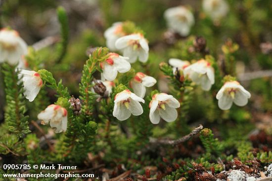 Alaska Bell-heather (Alpine Heather)