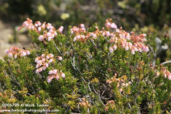 Hybrid Mountain Heather