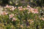 Hybrid Mountain Heather