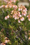 Hybrid Mountain Heather