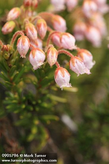Hybrid Mountain Heather blossoms