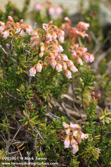 Hybrid Mountain Heather