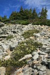 Yellow Mountain Heather among talus below Subalpine Fir krummholz