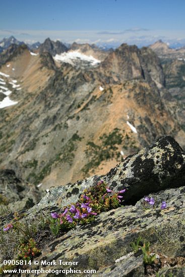 Davidson's Penstemon on alpine ridge