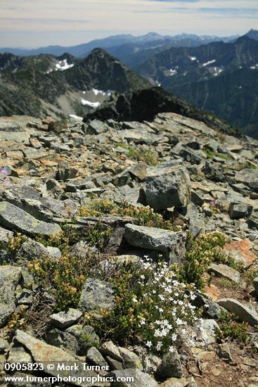 Mountain Sandwort & Yellow Mountain-heather among talus