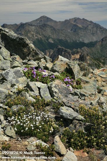 Mountain Sandwort, Yellow Mountain-heather, Davidson's Penstemon among talus