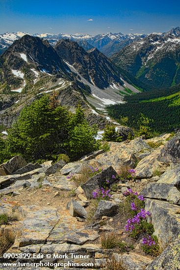 Davidson's Penstemon, Subalpine Fir on Copper Point, view west overlooking Copper Creek valley w/ Stiletto Peak on left