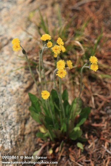 Alpine Hawkweed