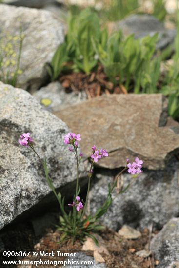 Lyall's Rockcress
