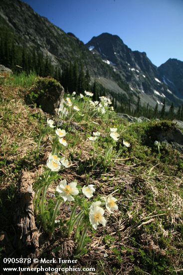 Western Pasque Flowers w/ Stiletto Peak Ridge bkgnd
