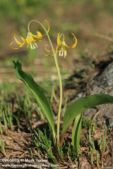 Glacier Lily