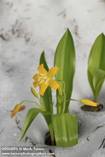 Glacier Lily blooming through melting snow