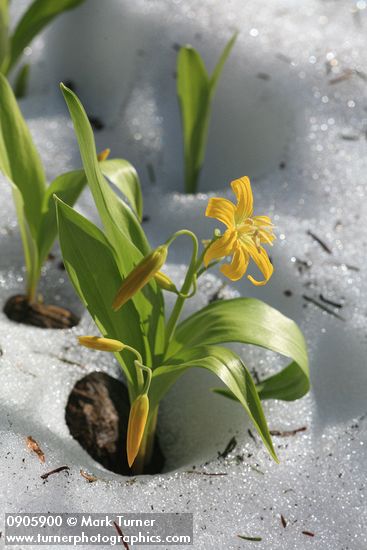 Glacier Lily blooming through melting snow