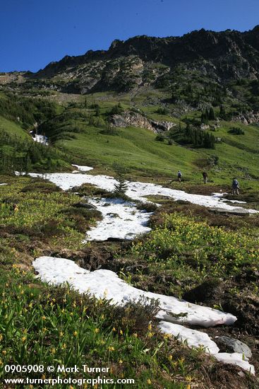 Glacier Lilies blooming in meadow around melting snow