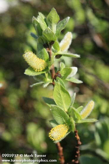 Barclay's Willow foliage & catkins detail