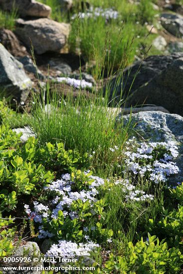 Spreading Phlox among Cascades Blueberries & grass