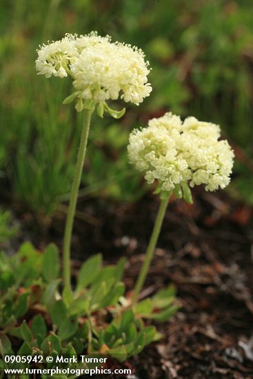 Hausknecht's buckwheat