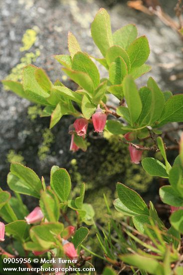Dwarf Blueberry blossoms & foliage