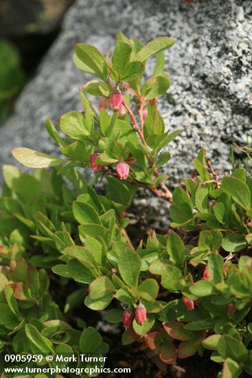 Dwarf Blueberry blossoms & foliage