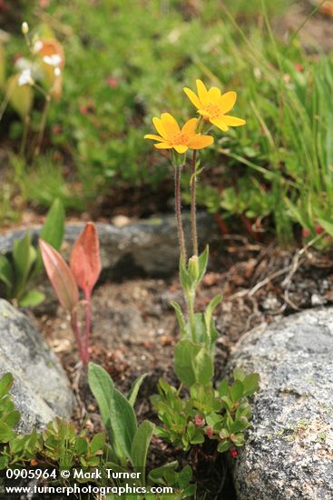 Hairy Arnica