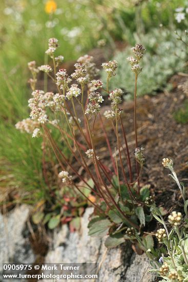 Western Saxifrage