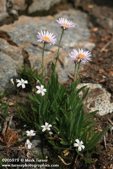 Wandering Daisies w/ Thread-leaved Sandwort