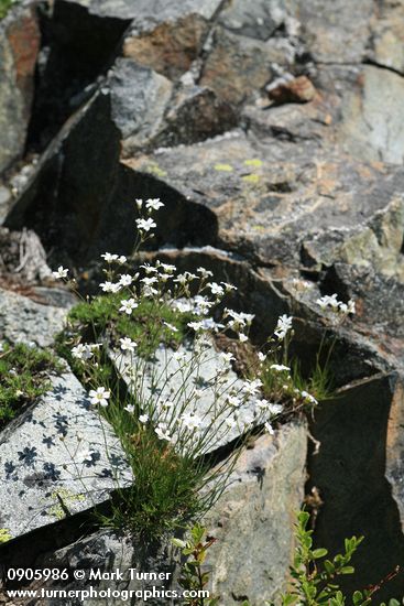 Thread-leaved Sandwort