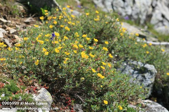 Shrubby Cinquefoil