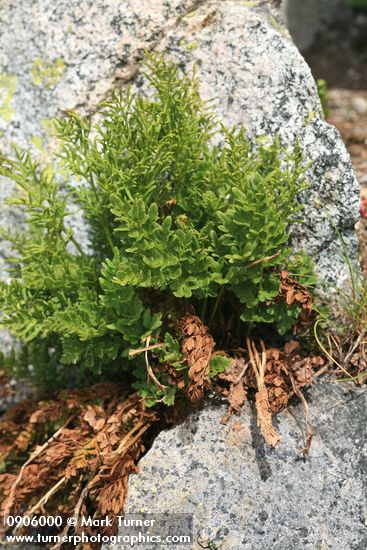 American Rockbrake (Parsley Fern)