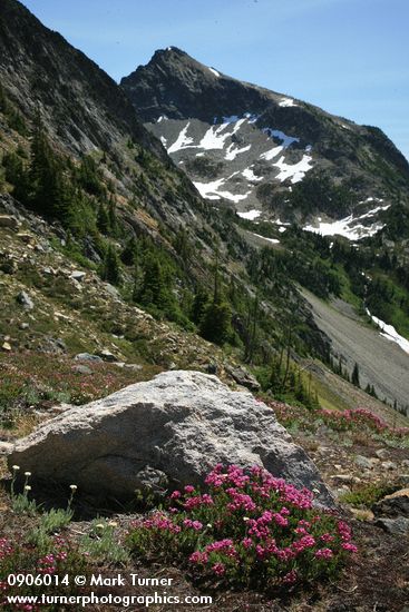 Pink Mountain-heather on rocky slope w/ Copper Point bkgnd