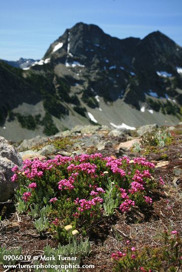 Pink Mountain-heather on rocky slope w/ Stiletto Peak ridge bkgnd
