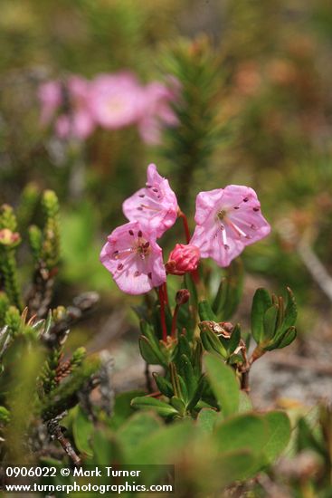 Alpine Laurel blossoms & foliage
