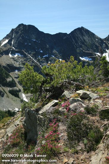 Pink Mountain-heather, White Heather, Whitebark Pine, Engelmann Spruce w/ Stiletto Peak ridge bkgnd