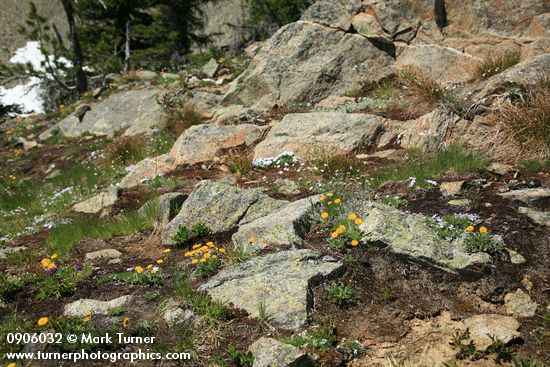 Alpine Gold Daisies, Spreading Phlox, Thread-leaf Sandwort in rocky subalpine meadow