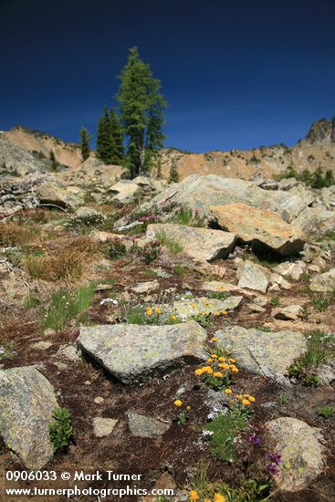 Alpine Gold Daisies in rocky subalpine meadow