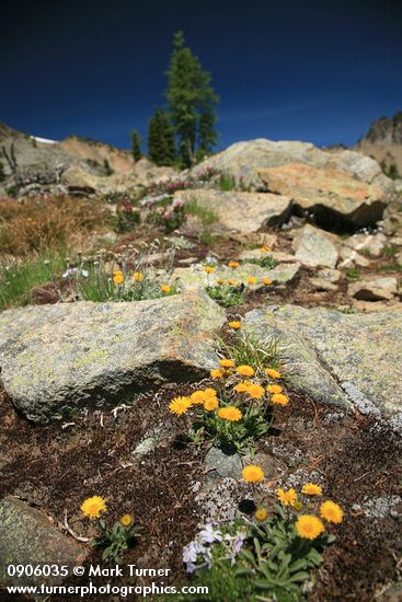 Alpine Gold Daisies in rocky subalpine meadow