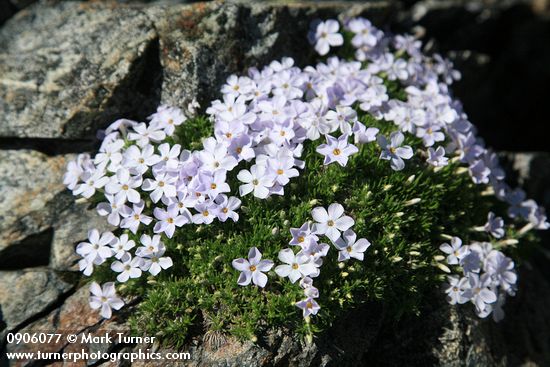 Spreading Phlox