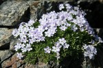 Spreading Phlox