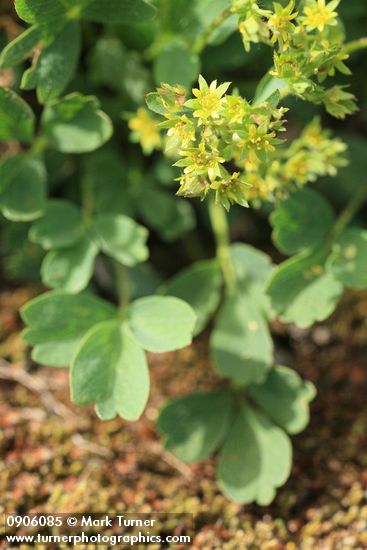 Creeping Sibbaldia blossoms & foliage