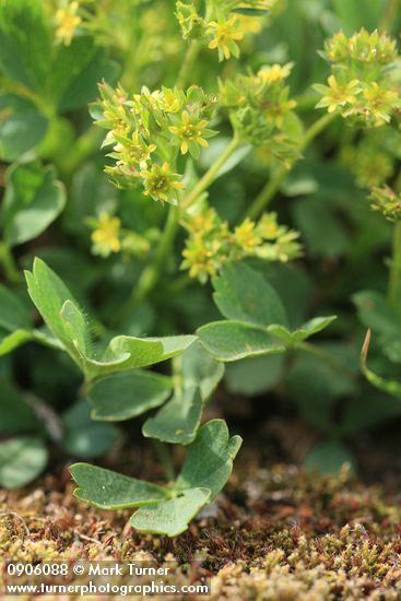 Creeping Sibbaldia blossoms & foliage