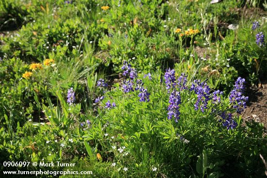 Broadleaf Lupines